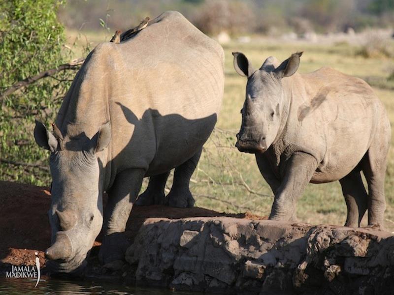 Jamala Madikwe Royal Safari Lodge Mochudi Kültér fotó