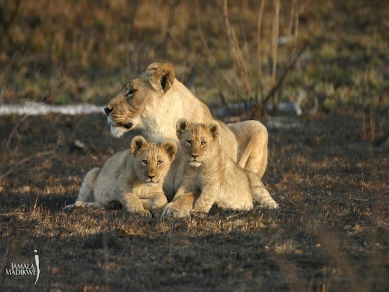 Jamala Madikwe Royal Safari Lodge Mochudi Kültér fotó