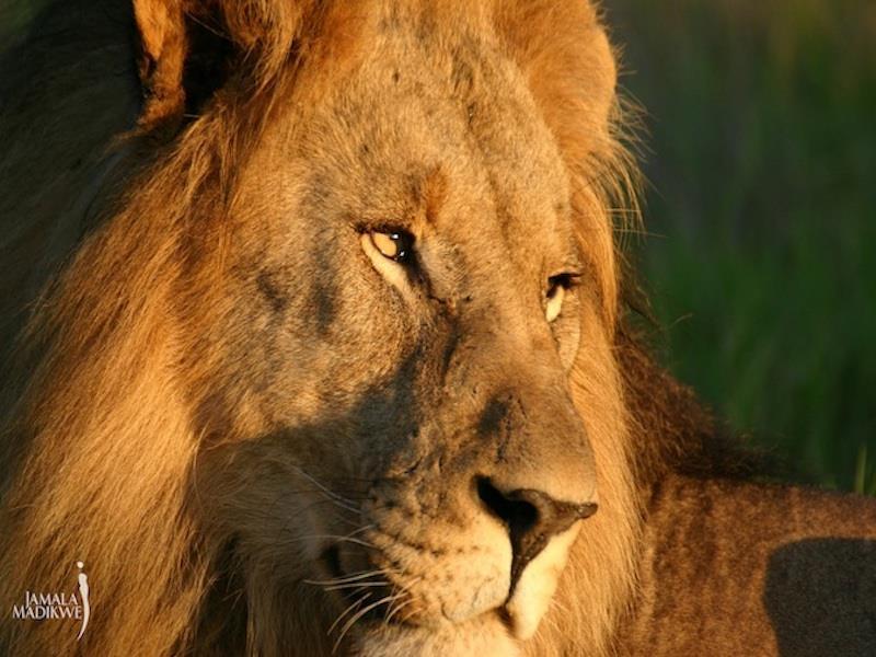 Jamala Madikwe Royal Safari Lodge Mochudi Kültér fotó